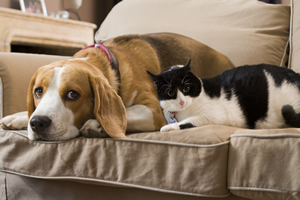 Diabetes in cats and dogs